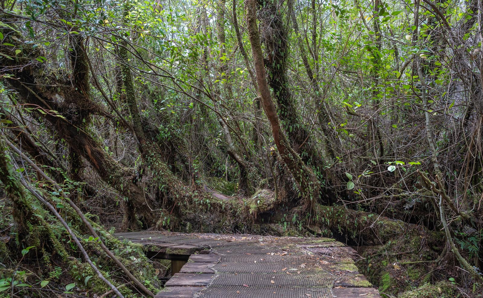 Boardwalk through wet coastal forest in Parque Nacional Chiloé.