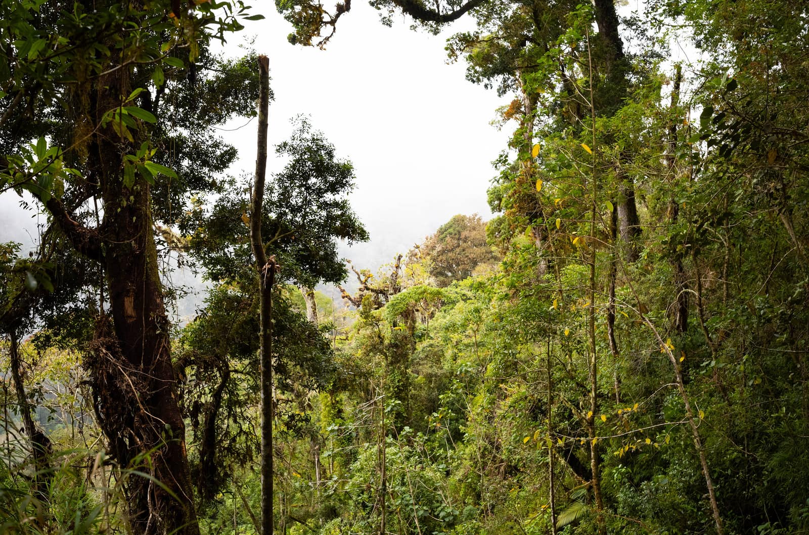 Moss and cloud forest along the Quetzales trail under Barú.