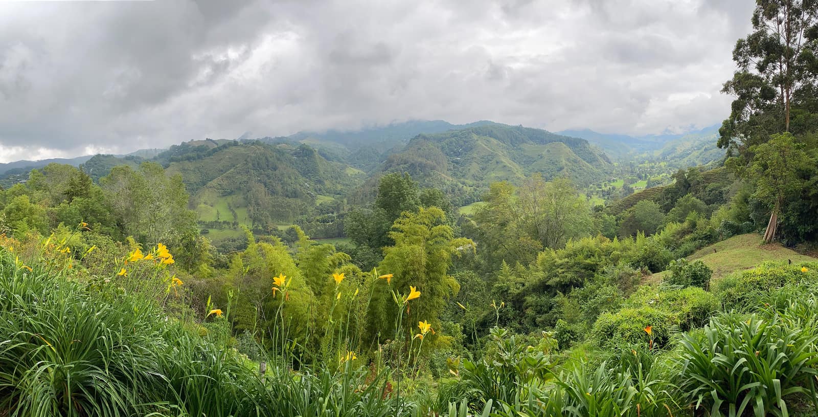 Wax palms standing above cloud in the Valle de Cocora.