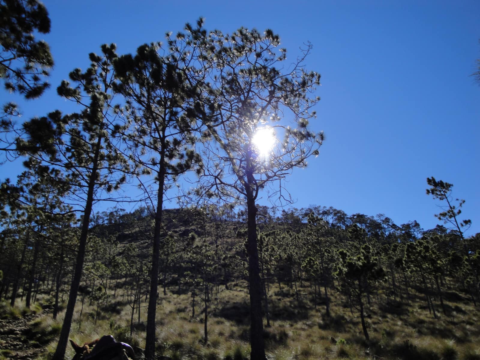 Backlit Hispaniolan pines on the ridge below Pico Duarte.