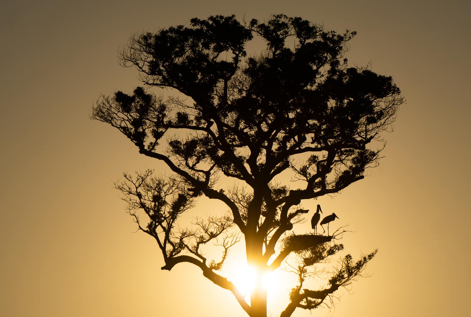 A cambará standing alone over flooded Pantanal grassland at sundown.