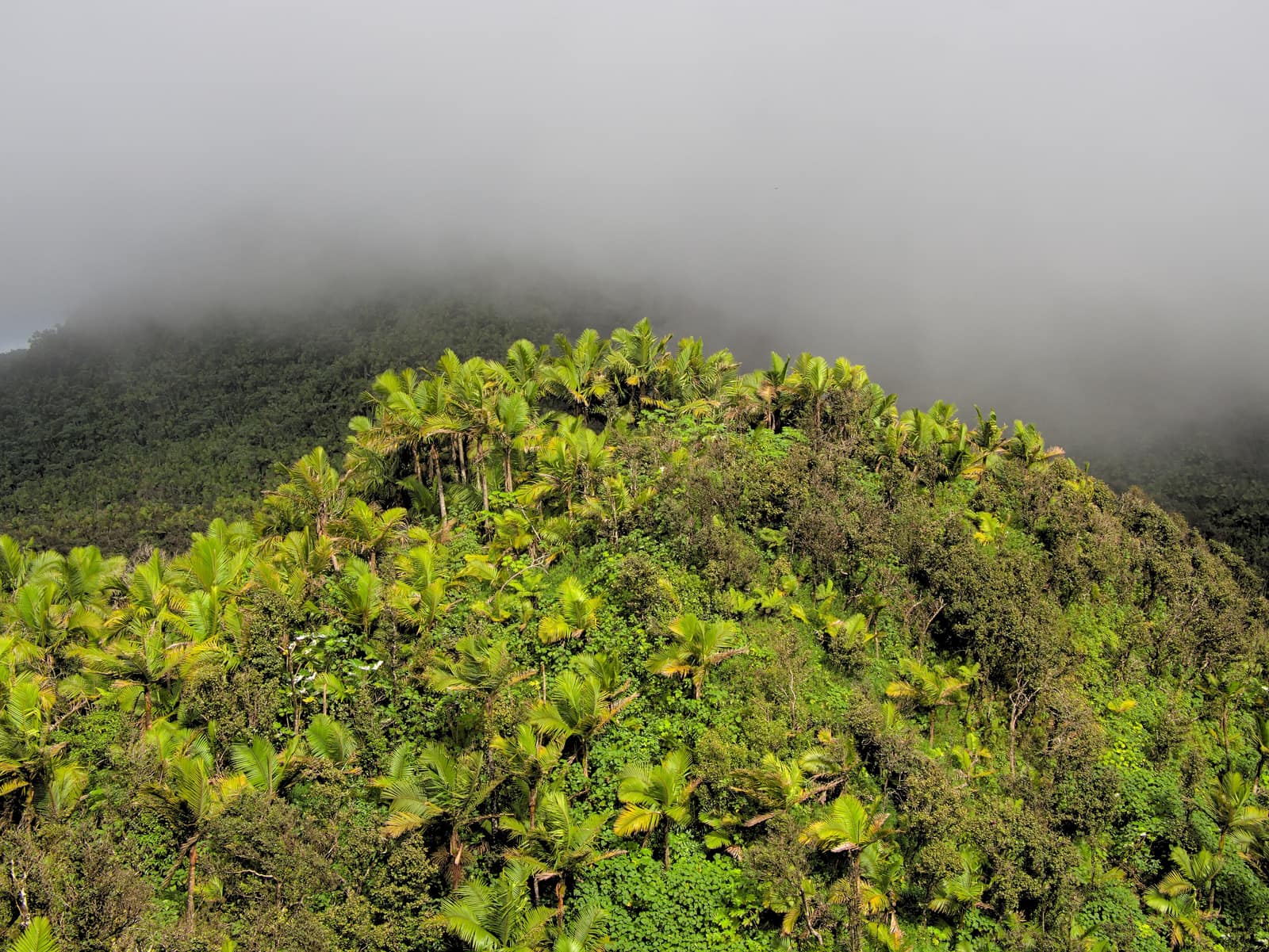 Wet forest running over the ridges of El Yunque.