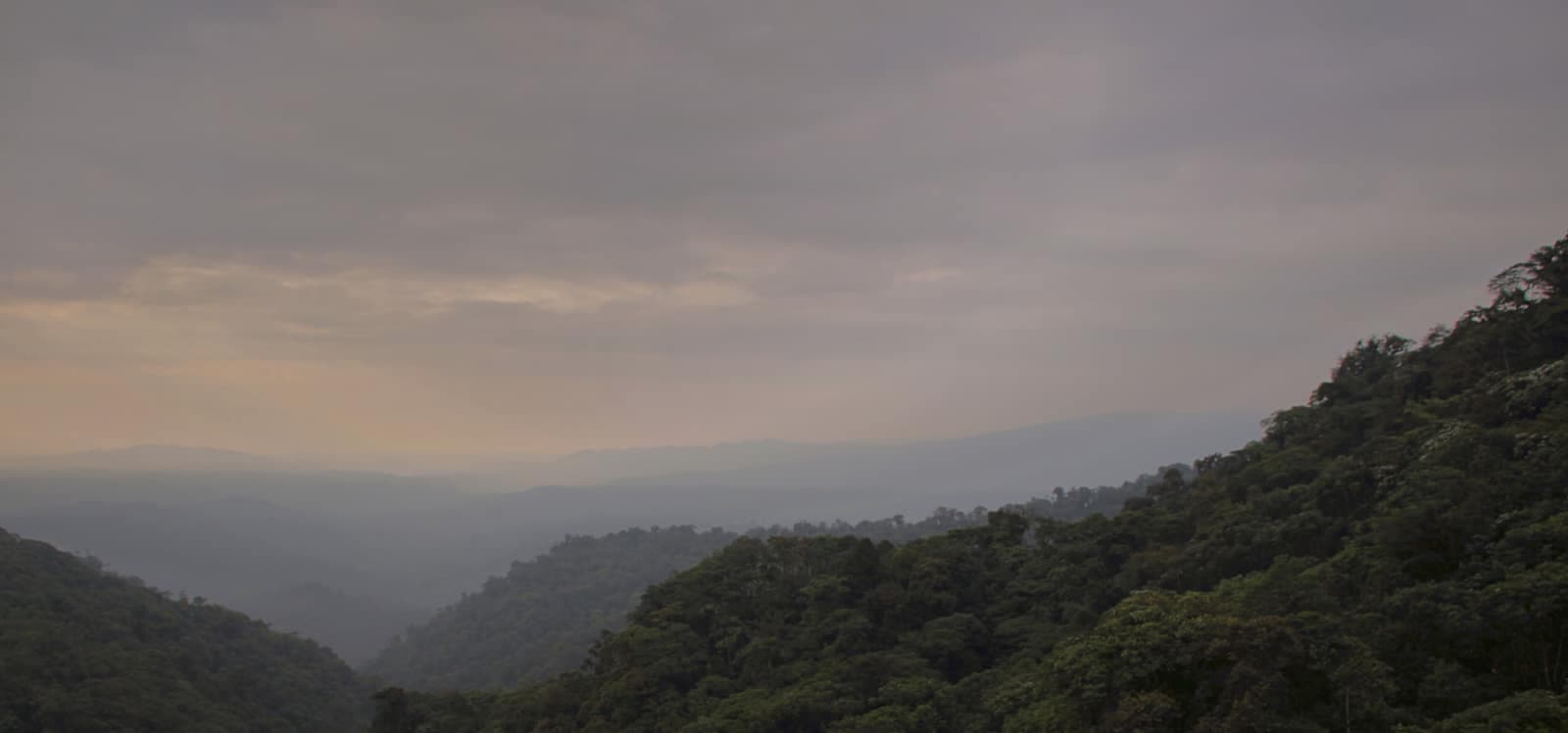 Cloud forest ridges around Mindo with mist sitting in the valleys.